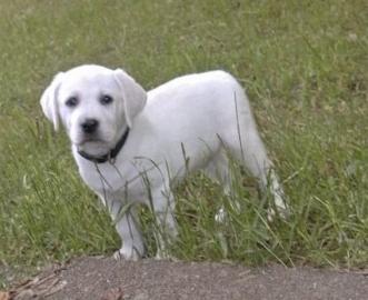 Labrador Retriever Puppies!