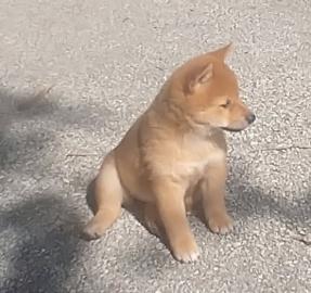 Shiba Inu puppies