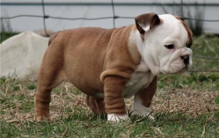 Englische Bulldogge Welpen mit papieren