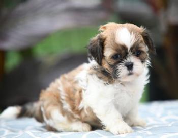 Mnnliche und weibliche Shih Tzu Welpen