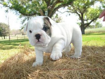 Englische Bulldogge Welpen mit papieren