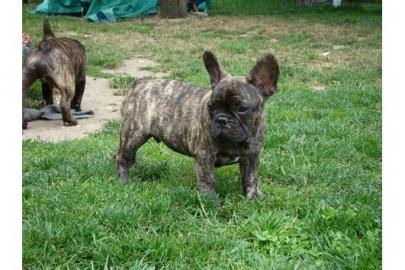 Franz. Bulldogge-Welpen + Papiere