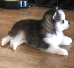 Reinrassige Pomsky Welpen. 