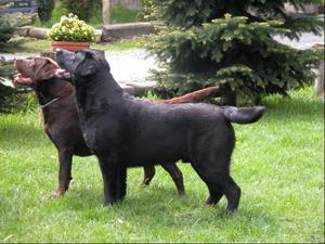 Labrador Retriever