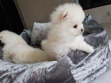 Mini Pomeranian-WHATSAPP. :+4368120926