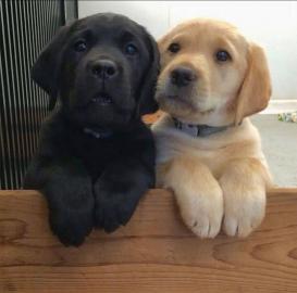 Reinrassige Labrador Welpen mit Papieren