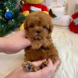 adorable mini poodles