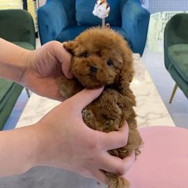 adorable mini poodles