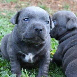 Blaue Nase Pitbull Welpen