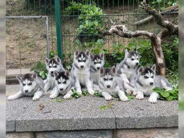 Siberian Husky Welpen