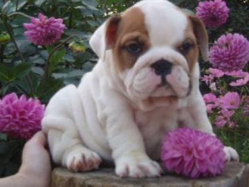 Zuckerse englische Bulldogge Welpen