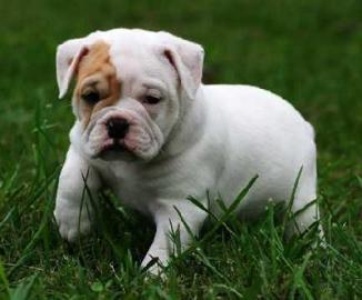 Zuckerse englische Bulldogge Welpen