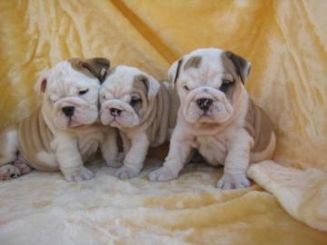 Zuckerse englische Bulldogge Welpen