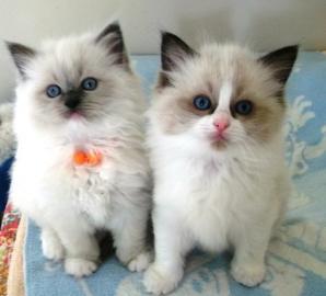 S??e Reinrassige Ragdoll Kittens mit Pap