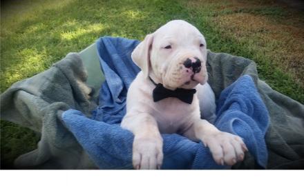 Dogo Argentino Welpen aus VDH Zucht gebo