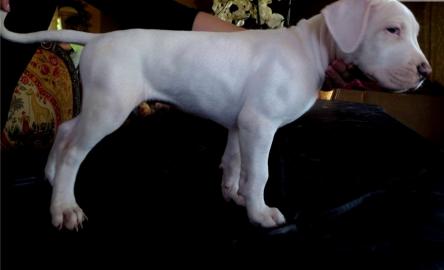 Dogo Argentino Welpen aus VDH Zucht gebo