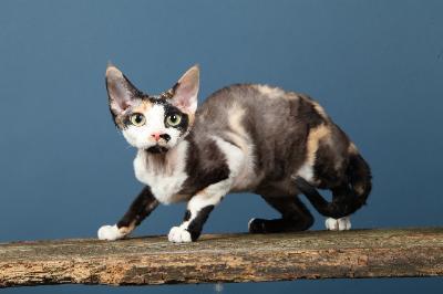 Devon Rex Kater sucht einen neuen Kusch