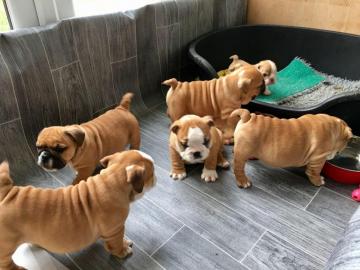 Englische Bulldoggen welpen