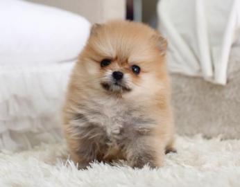 Zwergspitz Pomeranian Welpe Teddy , Boo