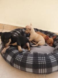 Zwergpinscher +35796276683