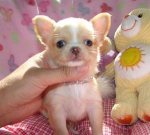 Weihnachten Mini Chihuahua Babys fur 285