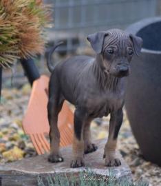 American hairless terrier