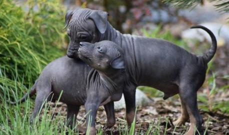 American hairless terrier