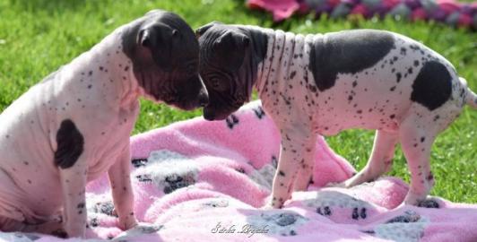 American hairless terrier