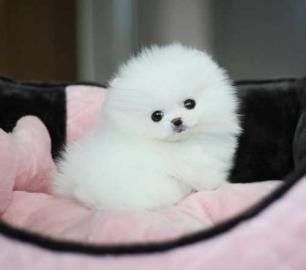 Zwergspitz Mini Pomeranian Welpen