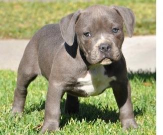 American Staffordshire Pitbull Welpen