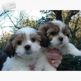 Charmante Babyschlampe Shih Tzu welpen