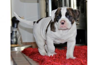 American Bulldog Welpen