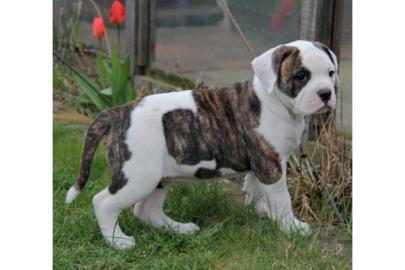 American Bulldog Welpen