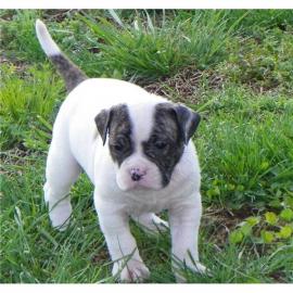 American Bulldog Welpen