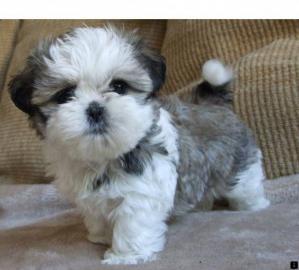 Shih Tzu Welpen whatsapp Nummer +4365048