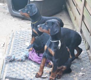 s??en Dobermann Welpen