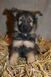 Altdeutsche Schferhund Welpen rein DDR