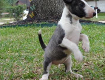 Miniature Bull Terrier mit FCI-VDH Papie