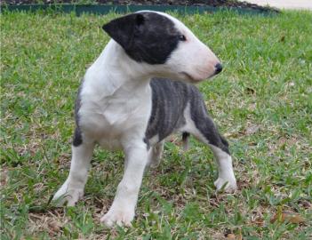 Miniature Bull Terrier mit FCI-VDH Papie