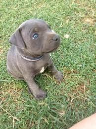 Exclusive American staffordshire Welpen