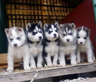 Reinrassige Siberian Huskys Welpen