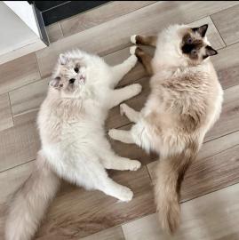 Registrierte Ragdoll-Katzen (mnnlich un