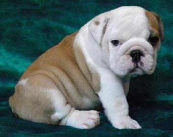 wunderschne typvolle Englisch Bulldogge