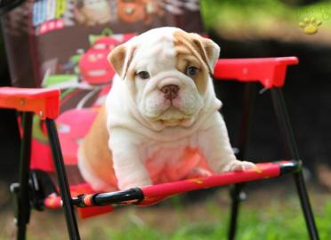 wunderschne typvolle Englisch Bulldogge