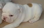 Englisch Bulldogge Welpen