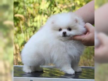 Pomeranian - Zwergspitzwelpen