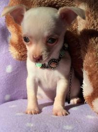 Reinrassige Chihuahuas aus Liebhaberzuch