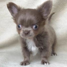 Mini Chihuahua Welpen verf gbar vvv