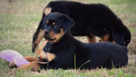 Welpen Rottweiler