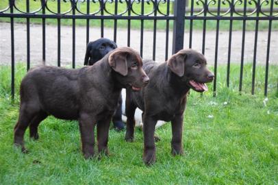 Bezaubernde Labradorwelpen mit Papiere